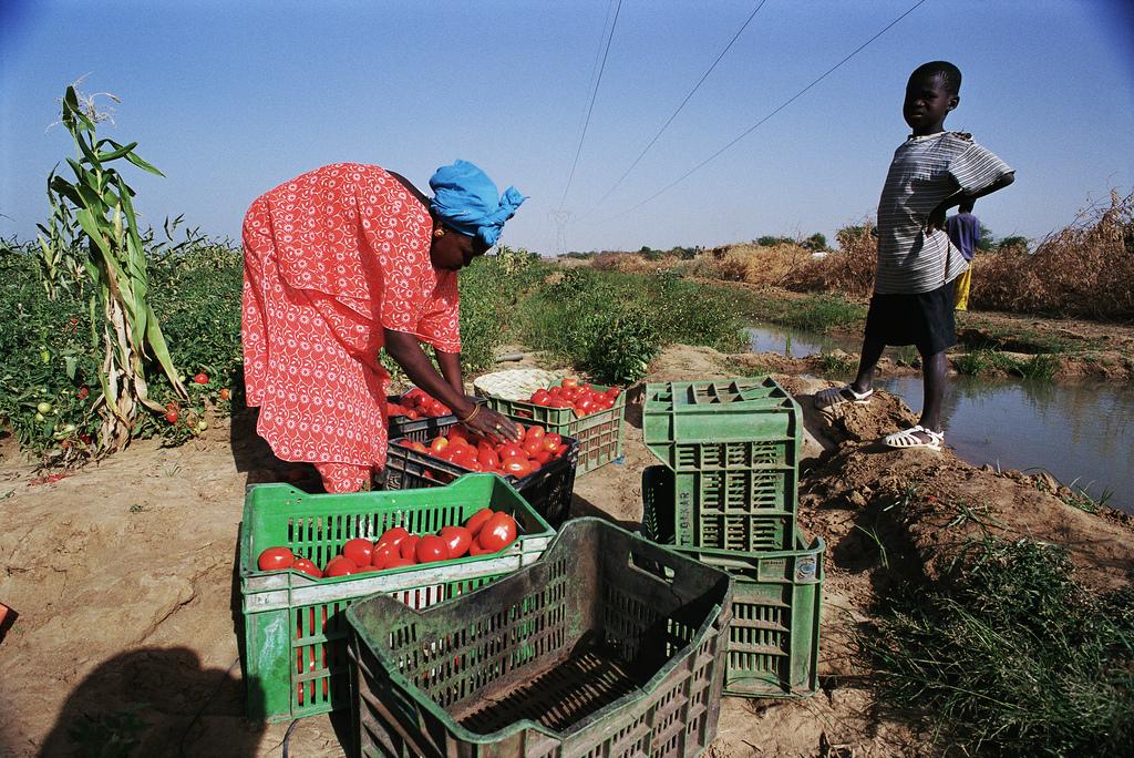 Africa Re Supports Agricultural Insurance Project in Senegal