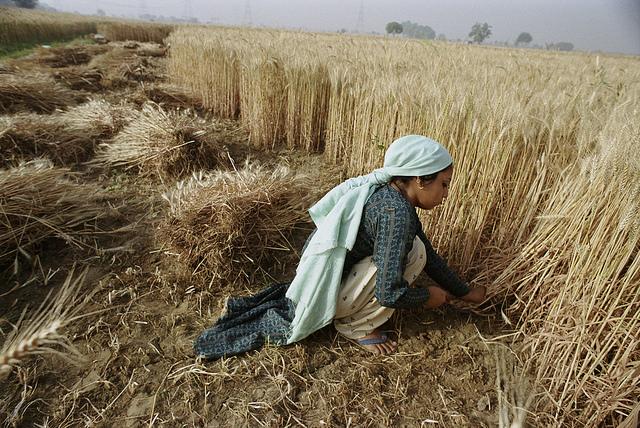 IFC, Green Delta Crop Insurance for Farmers in Bangladesh to help Minimize Weather-related Losses 