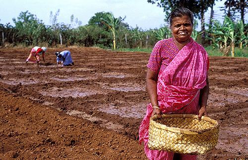 Index-Based Climate Insurance Seen Feasible for Sri Lankan Farmers