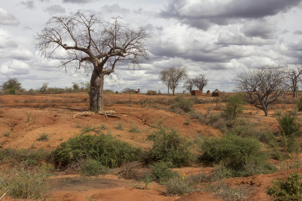 Livestock Index Insurance Helps Kenyan Herders 