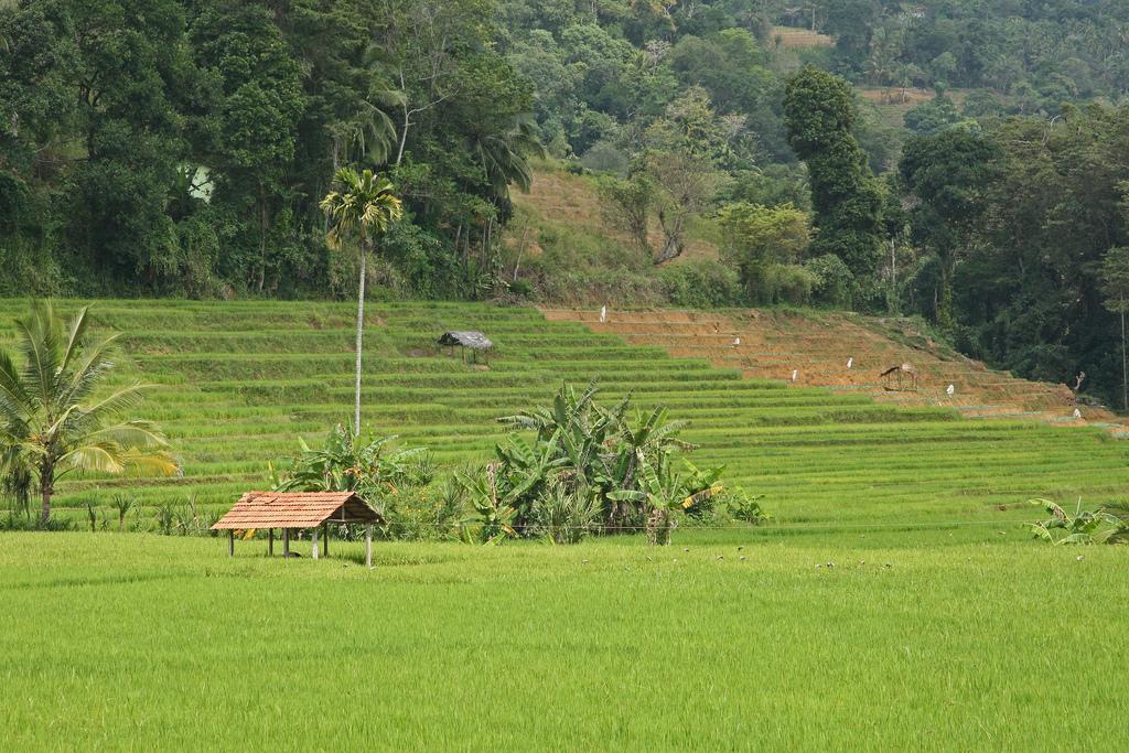 Farmers, Microfinanciers Insured vs Crop Damage