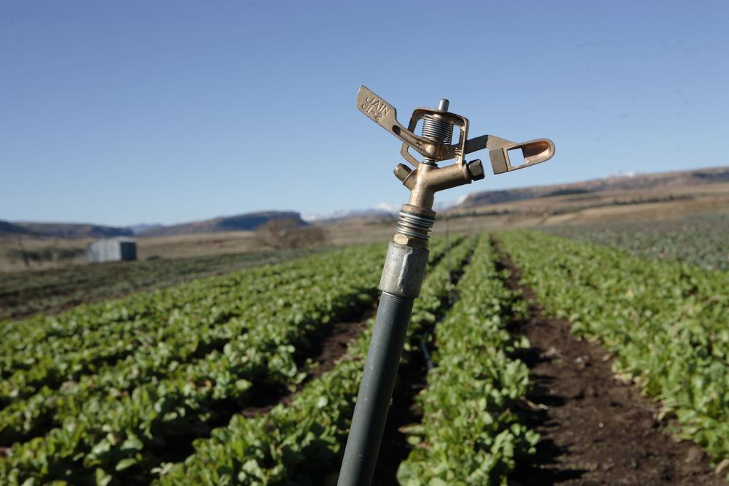 Australia: Risk of a Destroyed Crops Should be Spread Says Agribusiness Consultant