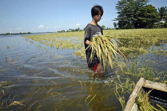 Index Insurance Takes Root as Climate Change Stings Agriculture 