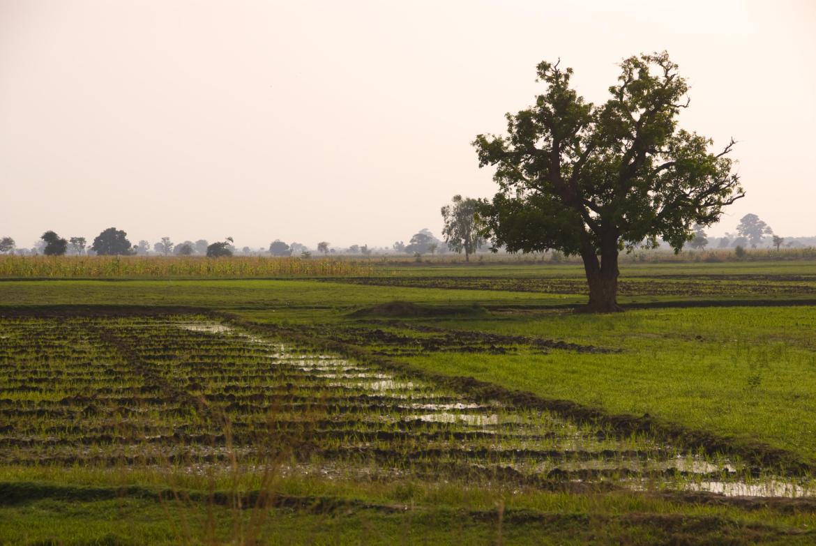 Weathering the Risks: Scalable Weather Index Insurance in East Africa