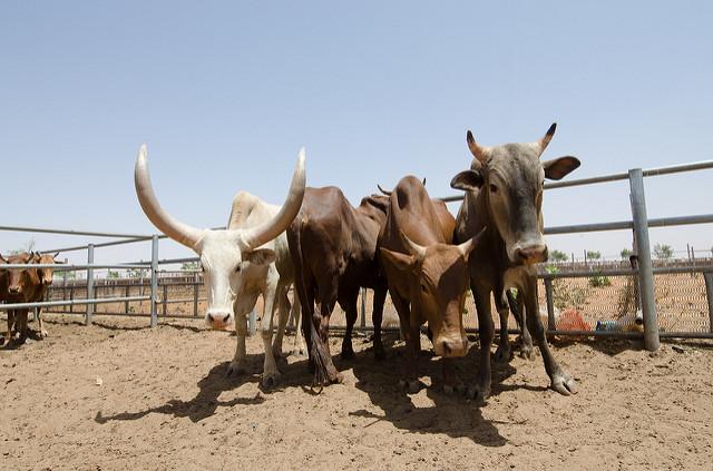 Kenya Launches Free Insurance Cover for Pastoralists
