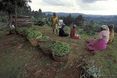 Kenya; World Bank Sees Good Yields in Crop Insurance