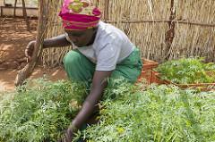Insurance for Small Farms' Crops Takes Root