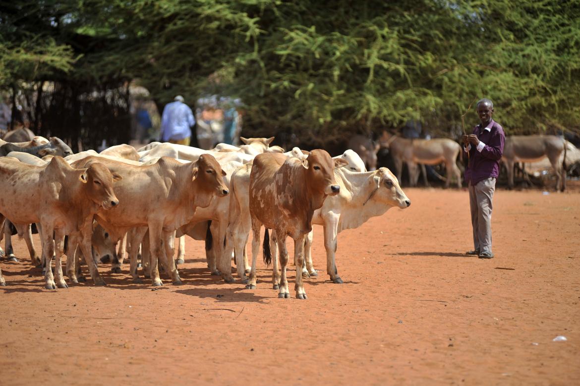 Up in the Sky, Help to Keep Africans From Starving