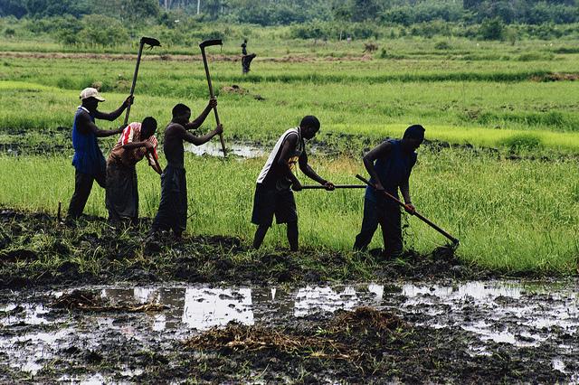 Tanzania: Robust Insurance Strategy Coming to Boost Farming