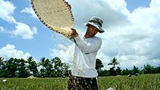 IFC and Partners to Launch Typhoon Insurance for Filipino Farmers