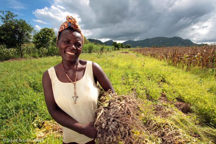 Developing Agriculture Insurance to Protect Smallholder Farmers in Zimbabwe